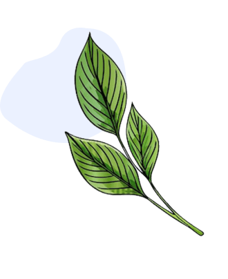 Leaf of herbs